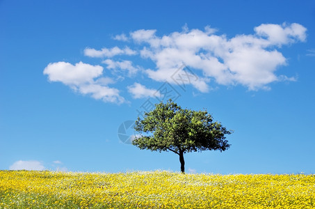 外部场景独自的在葡萄牙Alentejo地区的黄树上图片