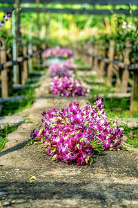 美丽紫色的商业兰花在泰国工业Bangkok的花园农场中开盛在Thailand工业的Bangkok种植场里紫兰花正在盛开图片