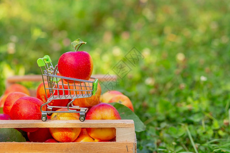 花园里一盒苹果的背景上有熟红苹果的小推车甜手卖图片