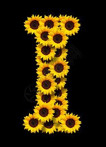 信特点美国广播公司首字母I由黄色向日葵花所制成隔绝在黑色背景的向日葵花设计爱情概念的元素为母亲们设计理想白天和春季主题图片