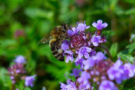 健康草本百里香的美丽紫色土壤覆盖在花园里匍匐百香各种茶盛开的百里香与蜜蜂在花上美丽的紫色百里香地被充满活力图片