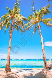 美丽的热带白色海滩和椰子棕榈树图片