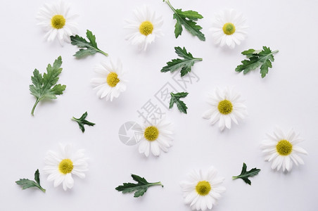 装饰由绿叶白分辨率和优质美容照片组成的花菊由绿色叶白构成高品质的美容图片概念是高质量的美丽照片季节植物图片