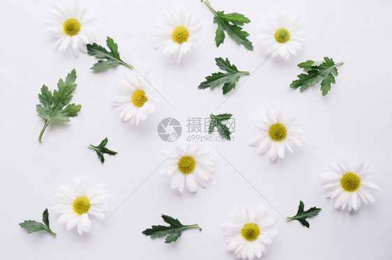 装饰由绿叶白分辨率和优质美容照片组成的花菊由绿色叶白构成高品质的美容图片概念是高质量的美丽照片季节植物图片