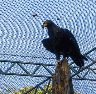 维罗动物学坐在非洲热带猛禽的树干顶上鹰座一个来自非洲的热带猛禽女图片