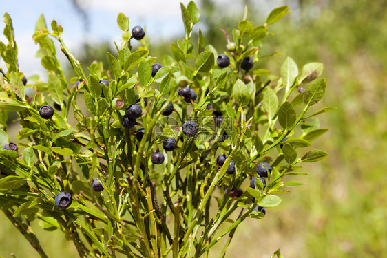 水果含黑熟和绿不的果子用于愿景的森林植物蓝莓树林野生动物草本图片