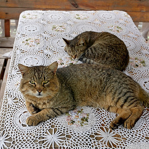 大成熟的小猫和躺在木桌上春时户外上面布着维基头发削减春天图片