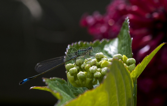 蜻蜓昆虫图片