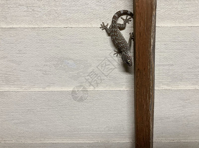 爬虫学古董老房子的墙上挂着一只壁虎或Crytodactylluspeguensis吸引人的图片