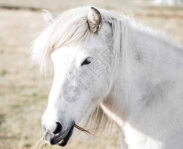 场地旅行冰岛在田野上自由奔跑的马匹关于冰原自然的概念动物图片