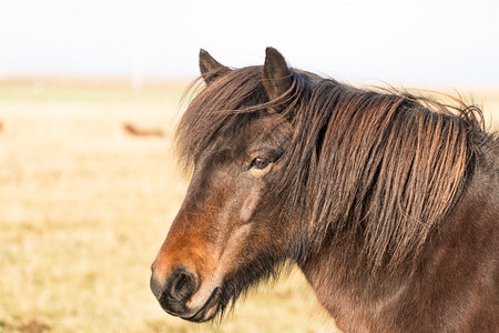 冰岛在田野上自由奔跑的马匹关于冰原自然的概念黑色旅游寒冷图片