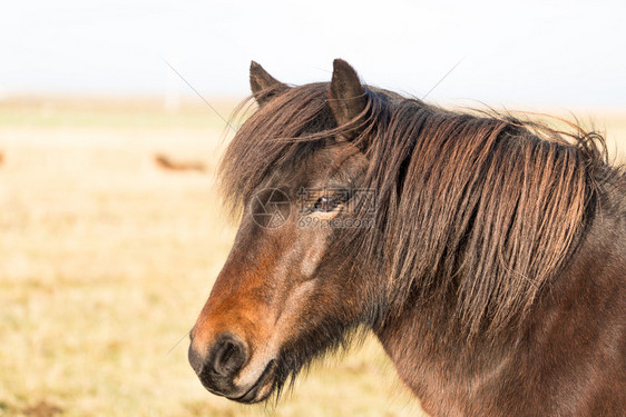 冰岛在田野上自由奔跑的马匹关于冰原自然的概念黑色旅游寒冷图片