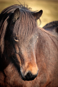 冰岛在田野上自由奔跑的马匹关于冰原自然的概念战马毛茸棕色的图片
