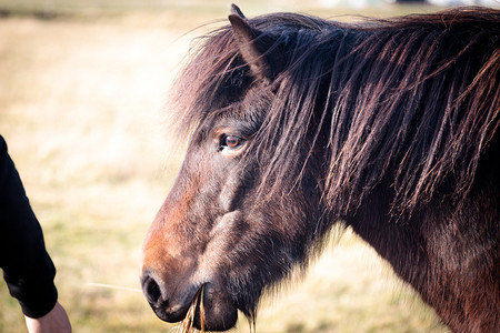 卡巴卢斯鬃毛冰岛在田野上自由奔跑的马匹关于冰原自然的概念毛茸图片
