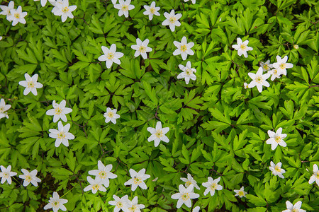 拉脱维亚洛德市拉托维亚Lode的白花和绿叶乡村的环境农图片