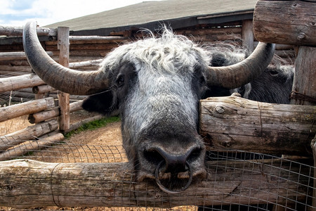 公牛高地汉兰达动物园围场里的牦牛露天动物园围场里的牦牛图片