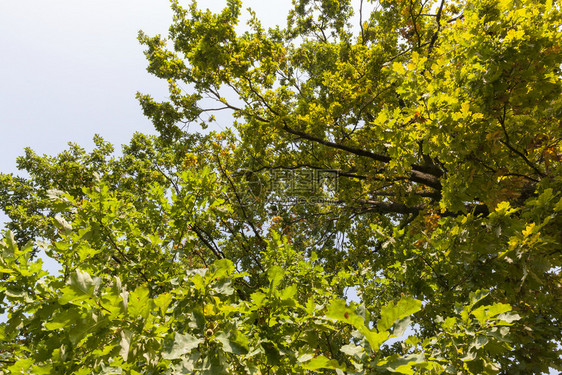 明亮的丰富多彩夏末秋初橡树上第一个黄叶在橡树冠上户外图片