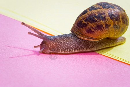 粉红色蜗牛湿的蜗牛在彩色柔和的背景上爬行粉红色的黄纸美丽野生动物微距照片可爱的蜗牛有房子和硬阴影特写蜗牛在彩色柔和的背景上爬行粉红色的黄纸背景