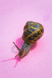 棕色的蜗牛在彩柔和的背景上爬行粉红色的黄纸美丽野生动物微距照片可爱的蜗牛有房子和硬阴影特写蜗牛在彩色柔和的背景上爬行粉红色的黄纸图片