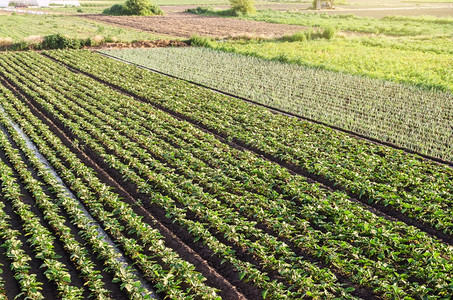 土地肥料绿色欧洲农产工业和空中观察美丽的农村田在场种植粮食照顾和收割的农场上种植粮食养殖饲和收获图片