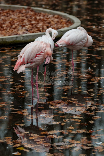 在动物园秋天鸟反省中加勒比或非洲奇特野生鸟群在水中的一条腿上现代摄影艺术AvionFlokPinkFlamamingo在动物园秋图片