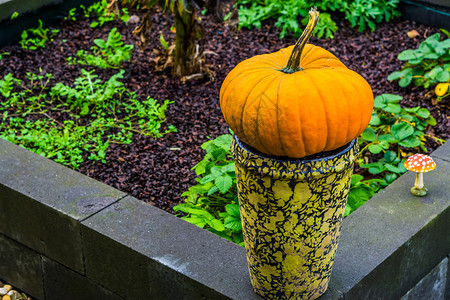 封闭花瓶上的橙色南瓜传统万圣节和秋季装饰品节假背景经典的新鲜户外图片