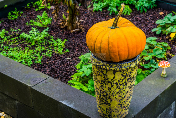 封闭花瓶上的橙色南瓜传统万圣节和秋季装饰品节假背景经典的新鲜户外图片