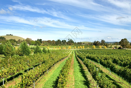 健康乡村的澳大利亚新南威尔士州部高地的一个葡萄园里种植的树长于澳大利亚新南威尔士州部高原图片