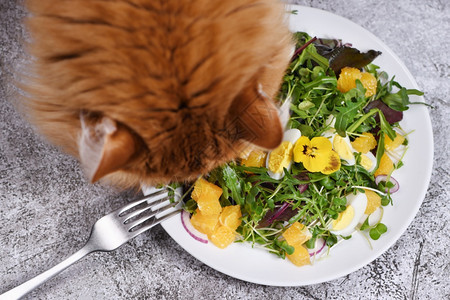 生姜低的猫在水果和蔬菜沙拉盘上弯曲有机的饮食平衡宠物食概念瘦身图片