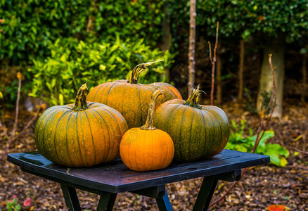 花园万圣节和秋季装饰节传统背景桌边有绿南瓜的橙色橘子成熟的新鲜外部图片