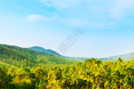 荒野美丽的热带风景高角度视图泰国叶子树图片