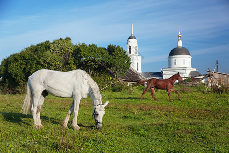 轻擦夏天在俄罗斯Radonezh村白色正教堂附近放牧的马匹树图片
