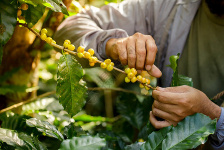 收成木材果子和阿拉伯咖啡莓上面有农艺家的手Robusta和阿拉伯咖啡浆灌木图片