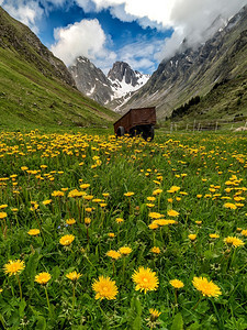 草地上有许多鲜花和一辆车背着山峰福利徒步旅行一种图片