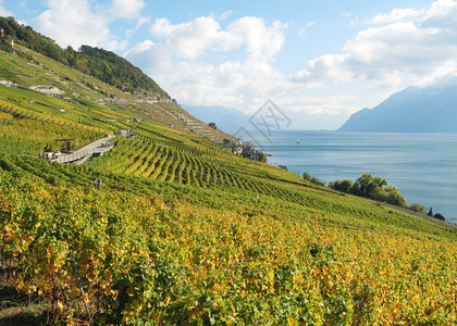 阳台瑞士拉沃的葡萄园盛大风景图片