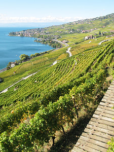 里维埃拉如画葡萄栽培瑞士拉沃的葡萄园图片
