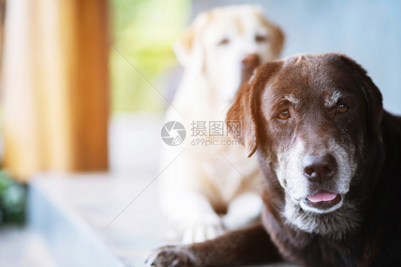 老的这只狗看着悲伤的等待在门前直看脸宠物概念空文字间华丽的自然图片