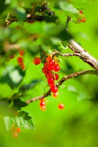 健康夏日在树枝上堆熟的红包浆果色图片