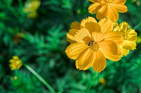 翠菊夏天田野新明亮的黄色宇宙花朵有选择地聚焦在紧闭处日出图片