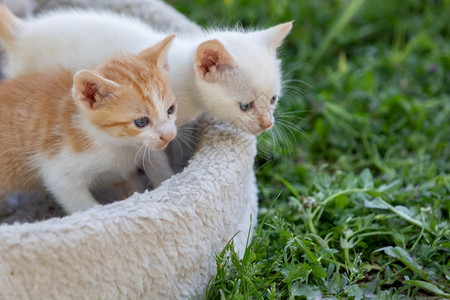 猫窝里的猫咪幼崽图片