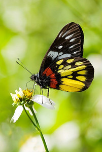 真实的夏天飞行五颜六色的蝴蝶Deliaspasithoecurasena图片