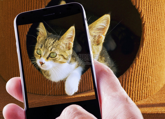手机拍摄小猫咪图片