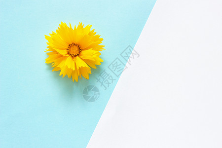 作品植物群白色和蓝纸背景上的一朵黄色金鸡菊花最小风格复制空间模板用于刻字文本或您的设计简单图片