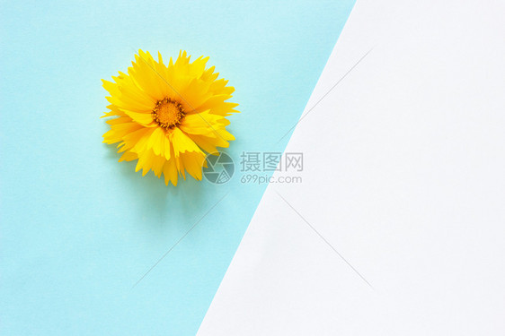 作品植物群白色和蓝纸背景上的一朵黄色金鸡菊花最小风格复制空间模板用于刻字文本或您的设计简单图片