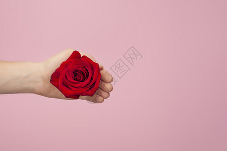 最佳粉红色背景中美丽女手的一朵红玫瑰礼物或概念情人节国际妇女或母亲的时尚创意顶视图复制空间粉红色背景中美丽女手的一朵红玫瑰顶视图图片