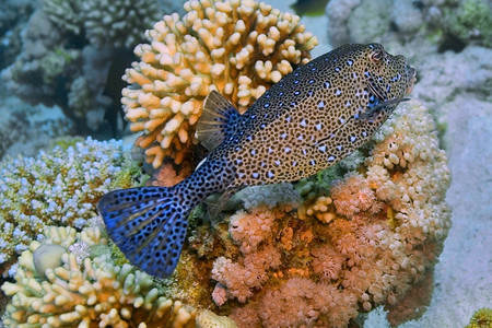 临海生物学美丽红Putterfish巨渡Boxfish珊瑚礁红海埃及非洲图片