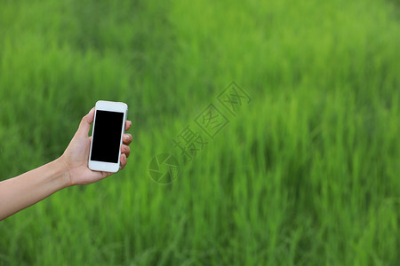 利用现代农业技术进行智能农作在稻田使用应软件和互联网的数码智能手机有选择地重点种植马尼农艺民场地真正的植物图片