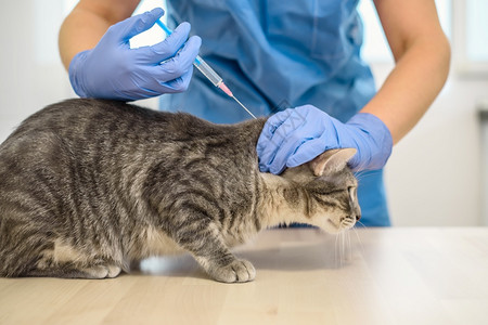 病人打针女兽医正在给一只灰猫打针女兽医正在给一只猫打针生病的免疫