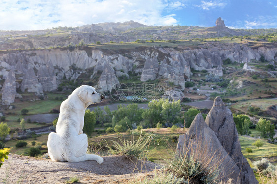 美丽白狗坐着观赏清晨卡帕多西亚山区风景白狗坐着观赏卡帕多西亚山地景色美丽的耳朵图片