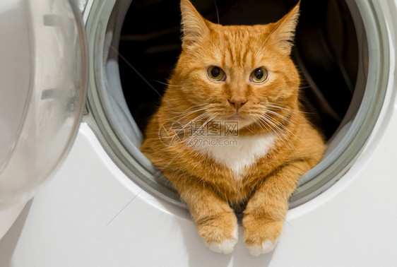 清洁度红色的美丽家养红猫洗衣机里的红猫干净健康修饰洗衣机中的红猫美丽家养红猫干净健康修饰机器图片